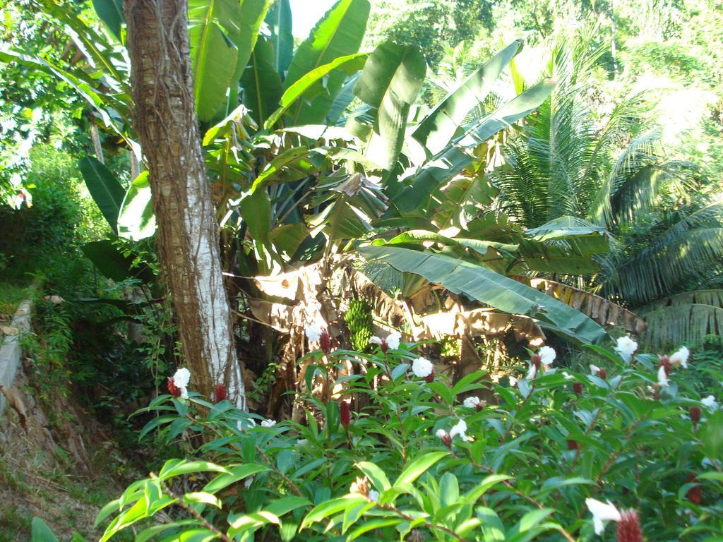 Coté Sud - Unique Villa&Bungalows Intendance Road Takamaka Habitación foto